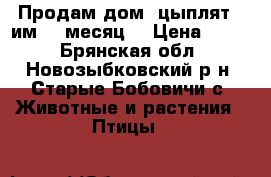 Продам дом. цыплят.( им 1  месяц) › Цена ­ 120 - Брянская обл., Новозыбковский р-н, Старые Бобовичи с. Животные и растения » Птицы   